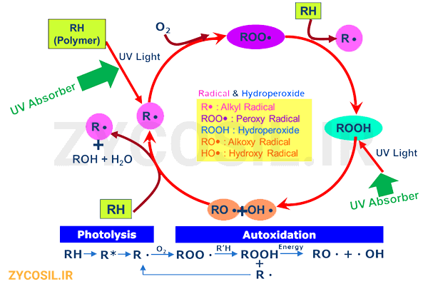 چرا زایکوسیل در برابر صدمات اشعه فرابنفش مقاوم است