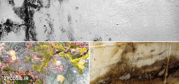 کثیفی و سایه شدن سطوح بیرونی سنگی، سیمانی و آجری بر اثر رشد قارچ و کپک